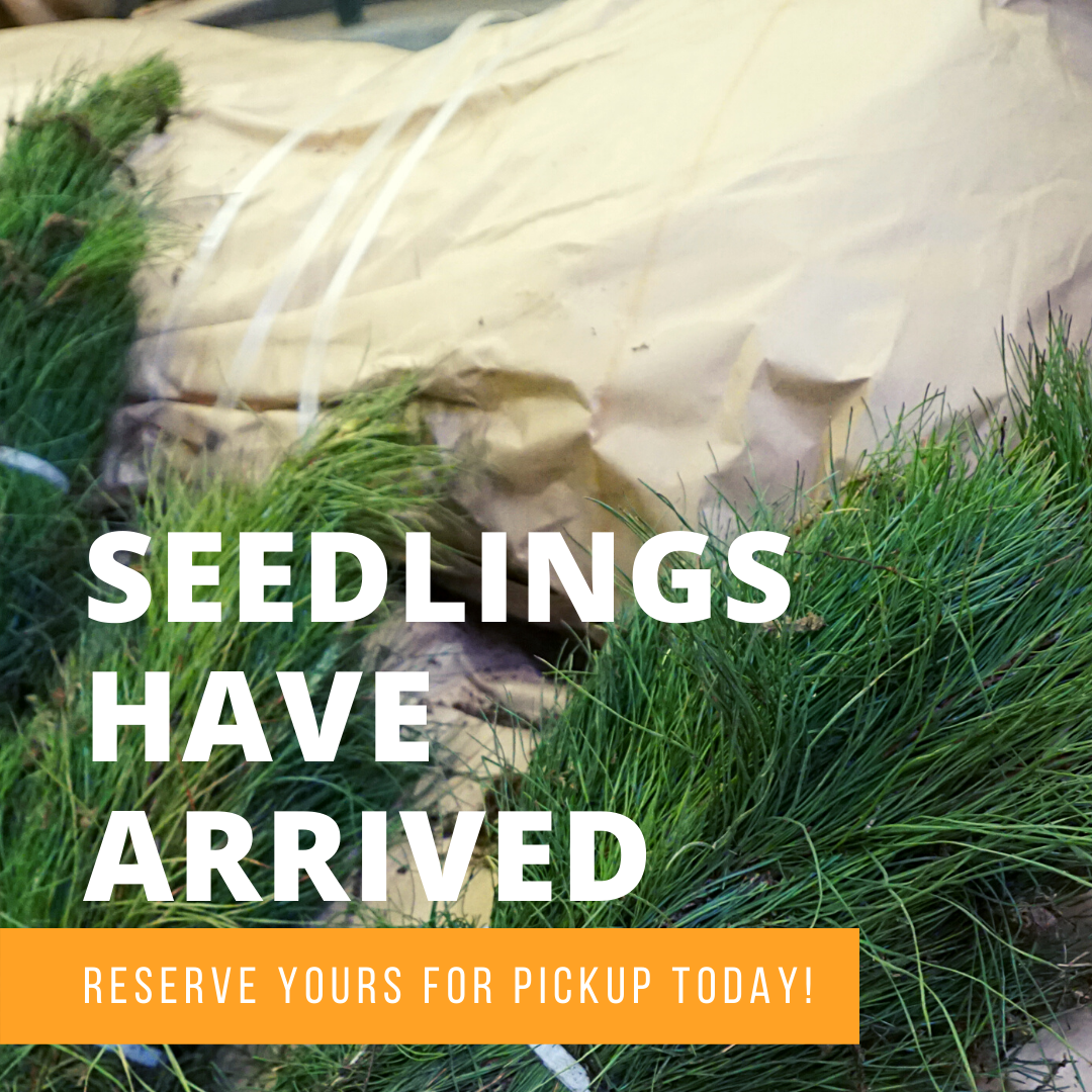 SEEDLINGS HAVE ARRIVED! (1).png