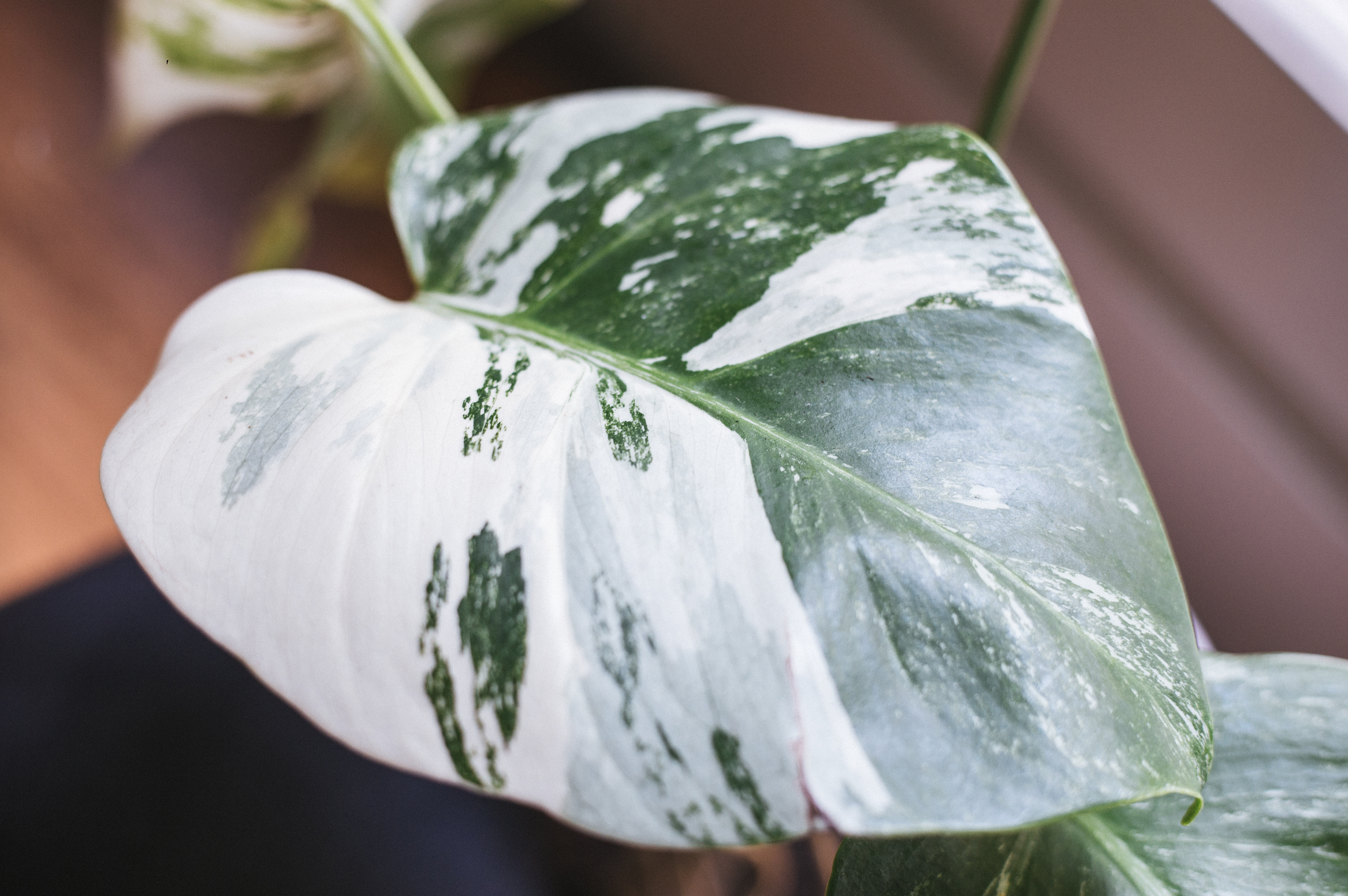 Variegated Monstera Tips &amp; Tricks