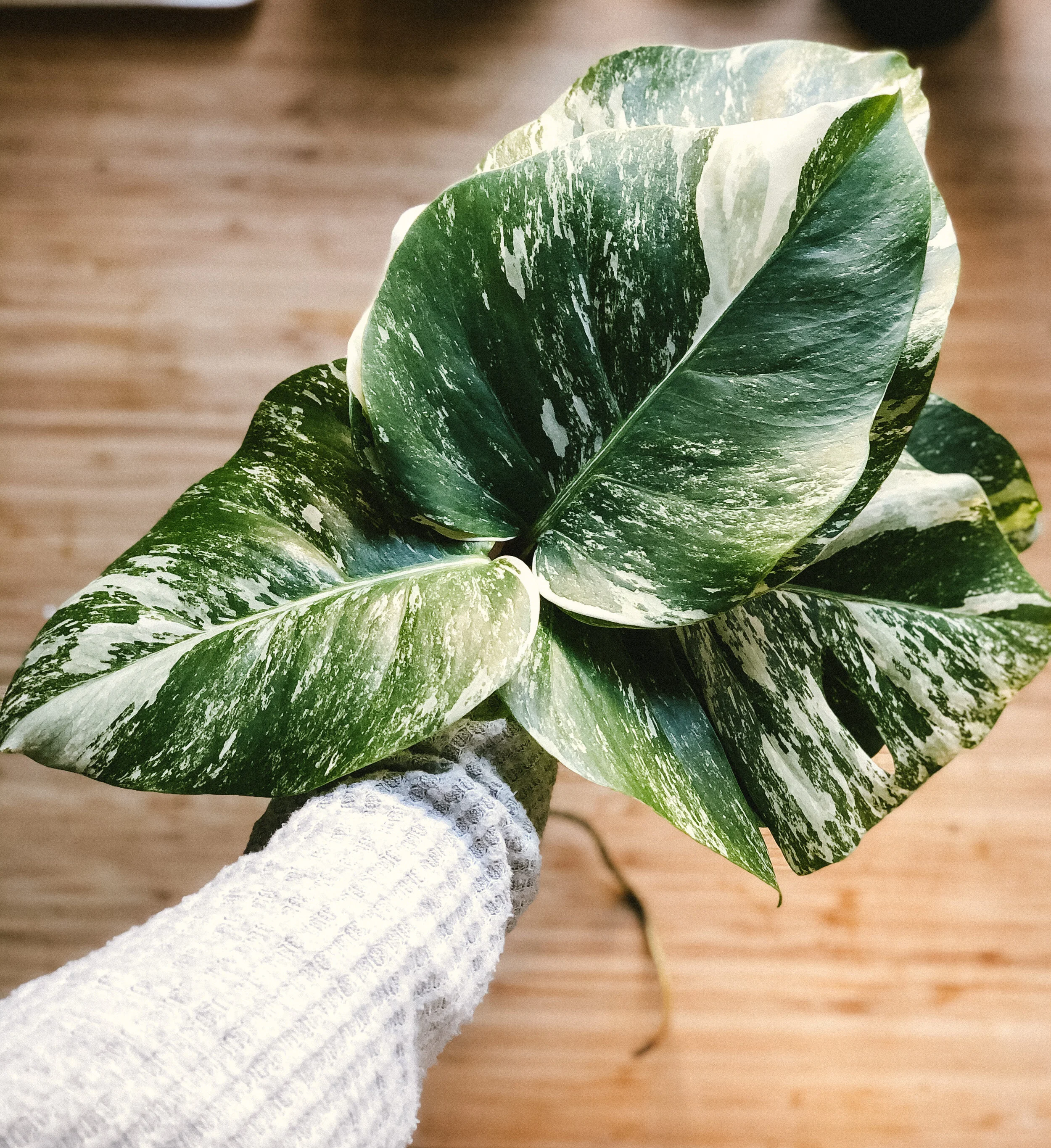 *Limited* Variegated Monstera Cutting Flash Sale