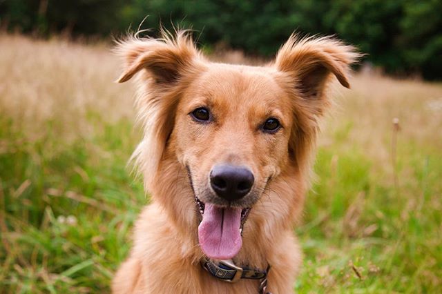 I love photographing dogs and their sweet smiles! Like this one on Cas! 🐶😍 @a.fiora