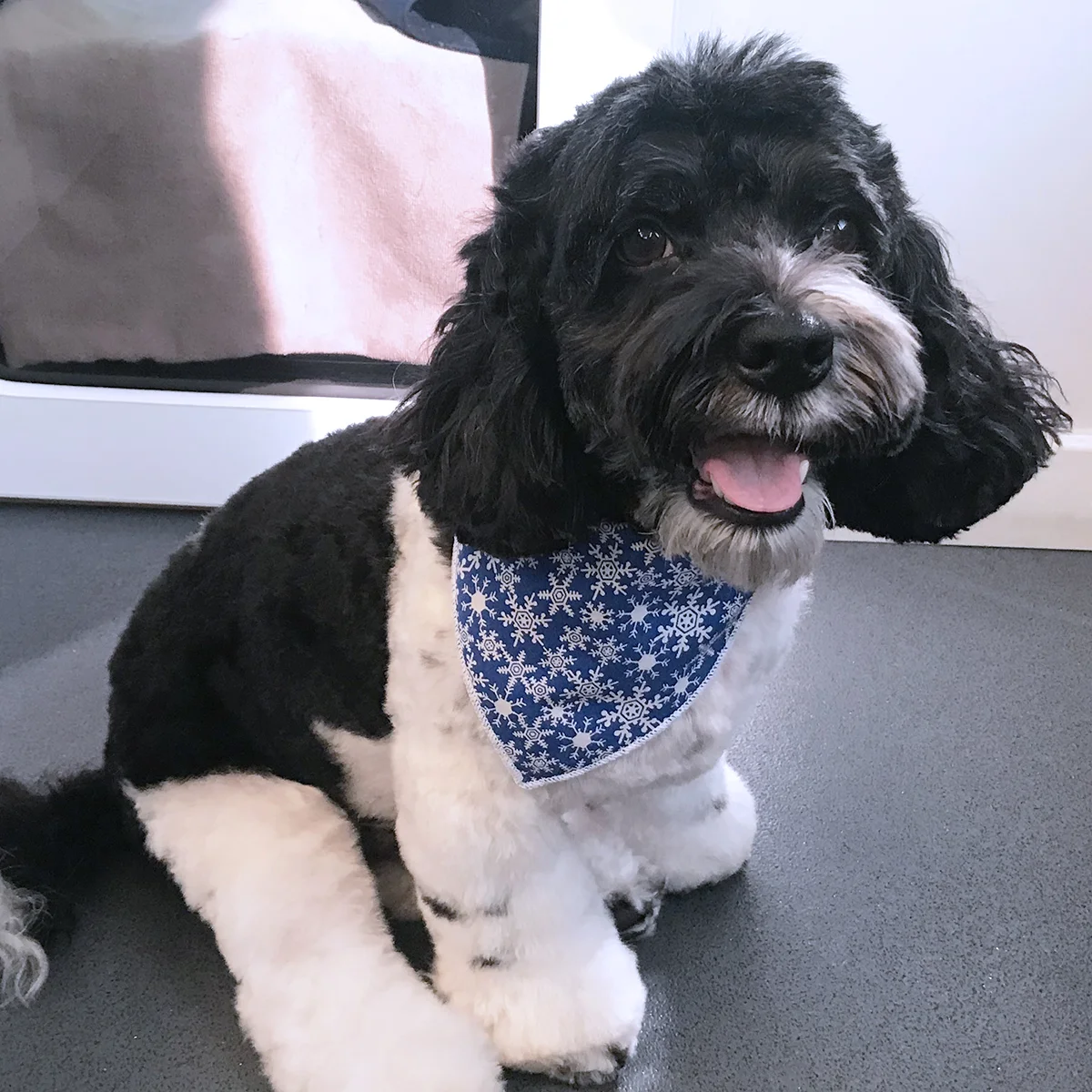 Dog bandana with Christmas print – Find many more items at https://accoutrement.store