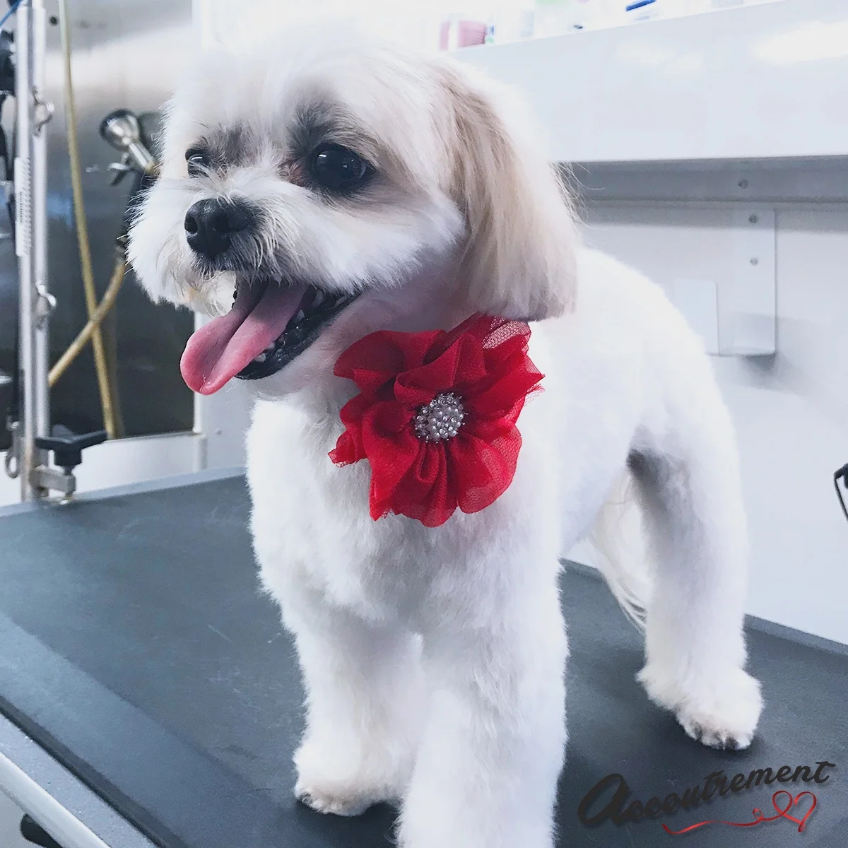 Sooky+red+flower.jpg