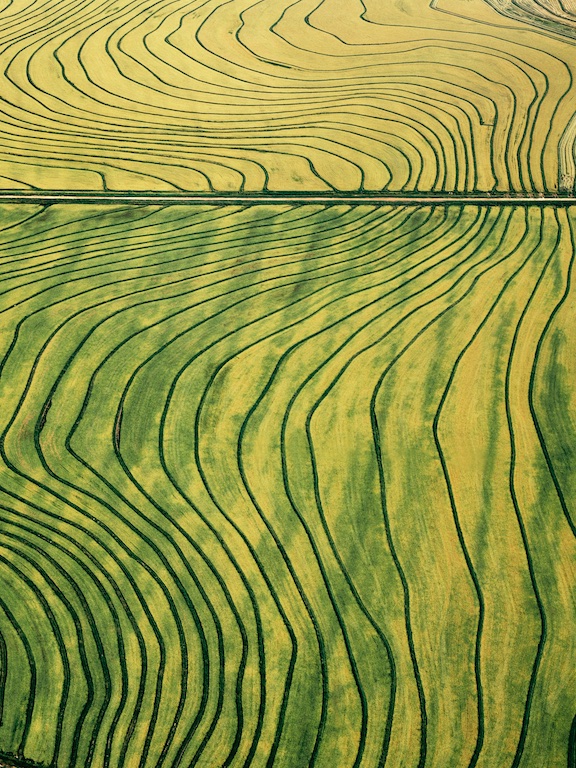 Irrigated rice growing, Mareeba, northern Queensland, 1989.  