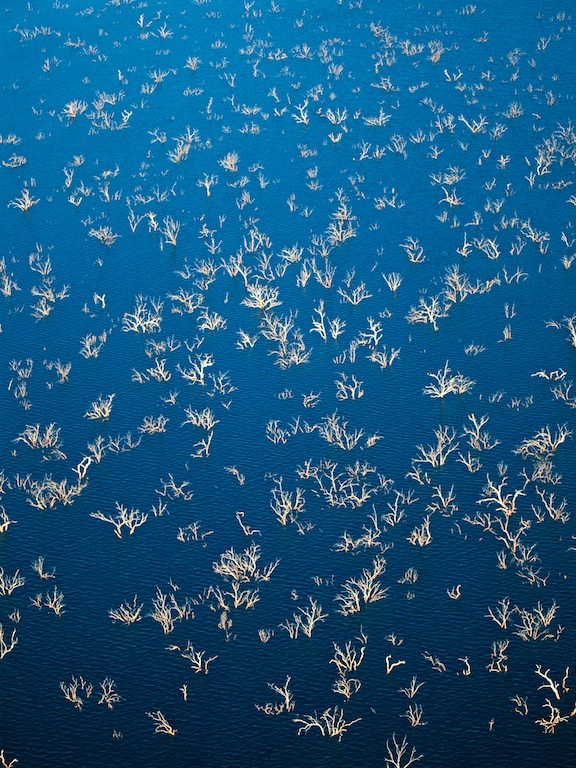 Trees in flooded Lake Argyle, Ord River, Western Australia, 1995.