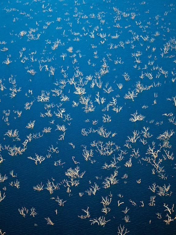 Trees in flooded Lake Argyle, Ord River, Western Australia, 1995.