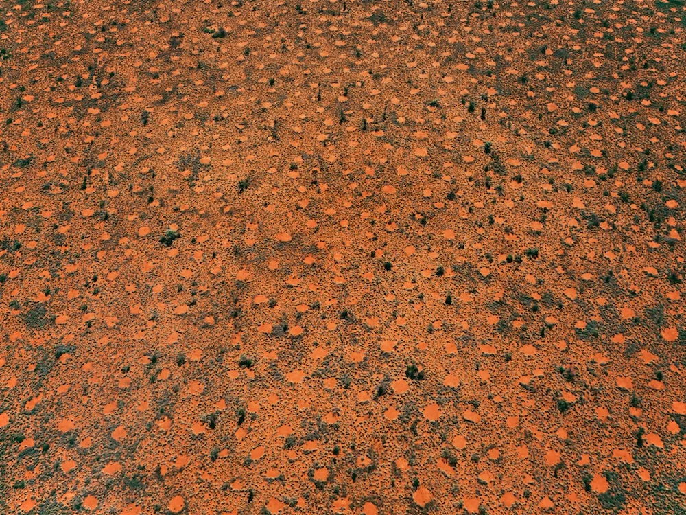 Ant clearings, Great Sandy Desert, Pilbara, Western Australia, 2003.