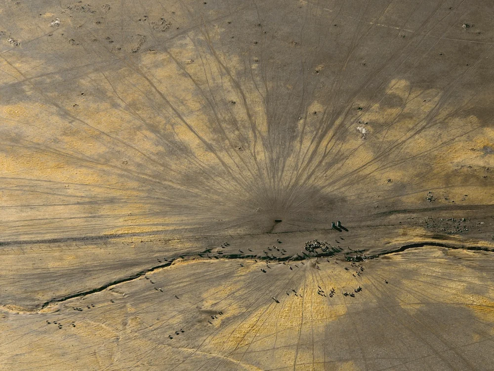Sheep with sheep tracks, Western Australia, 1986.