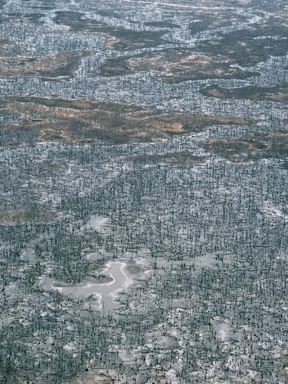 Dead trees on a flood plain, Northern Territory, 1998.