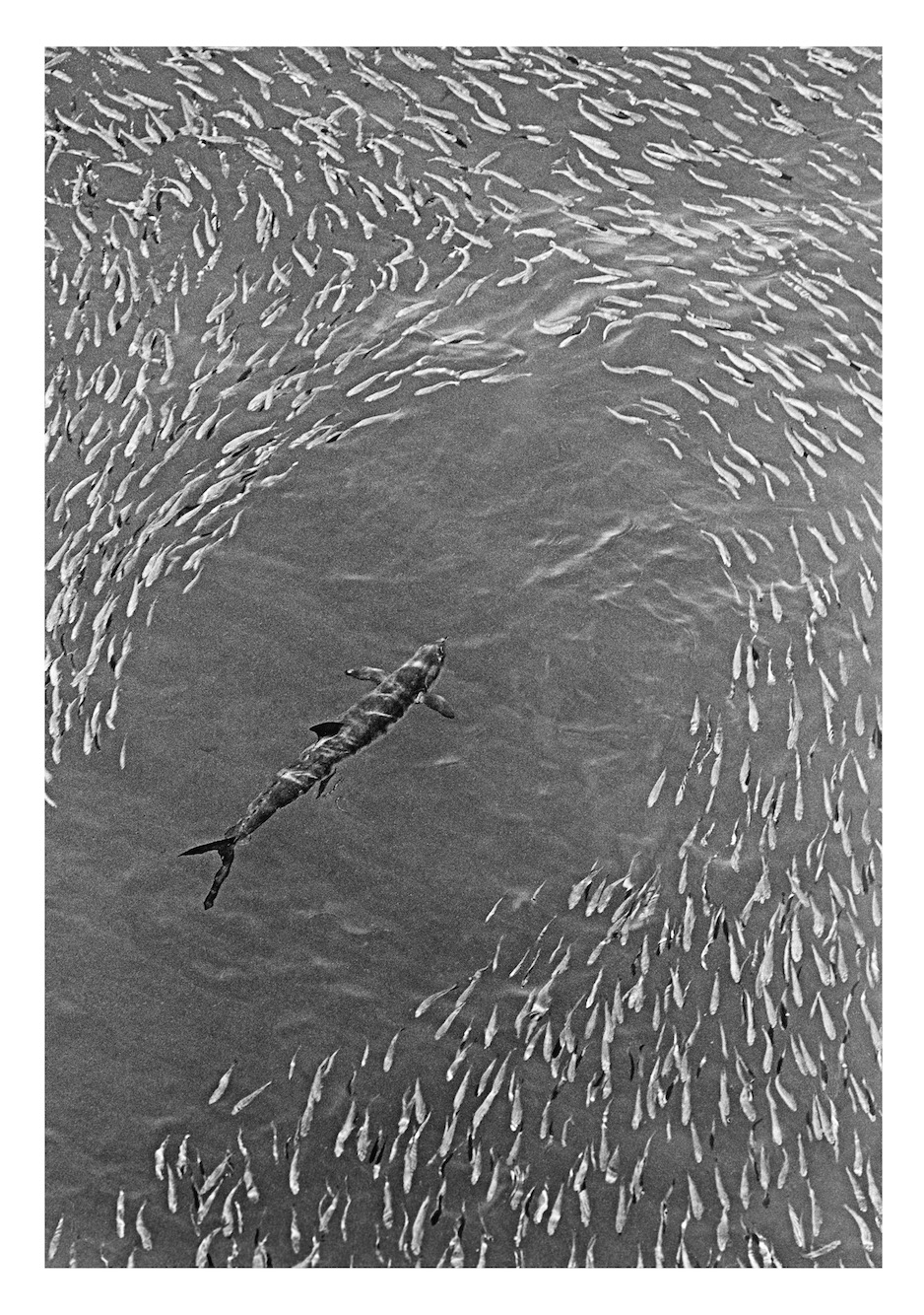 Spanish Mackerel, Cape Lambert WA, 1964