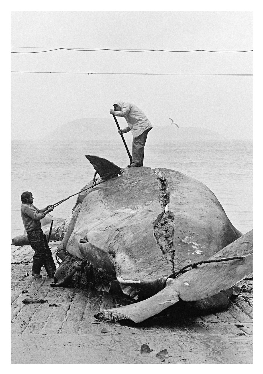 Flensing Deck, Albany WA, 1963