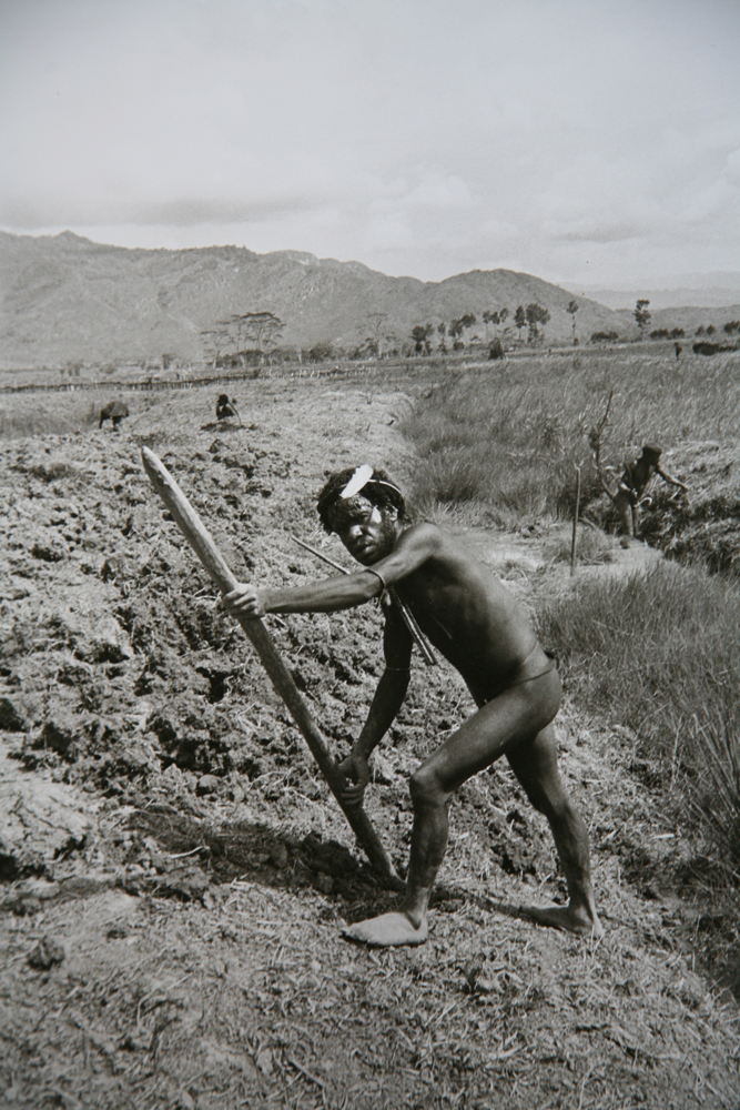 Turning soil for sweet potato crop, Baliem Valley, West Irian Jaya, Indonesia 1971