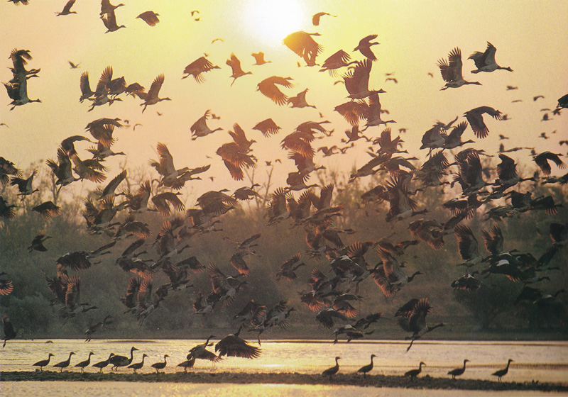 Birds at Ord River, Kimberley, Western Australia.