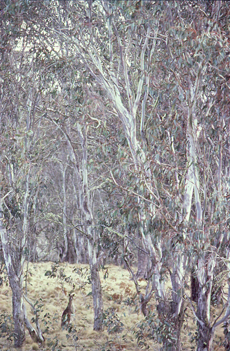 Kangaroo, New England National Park, New South Wales.