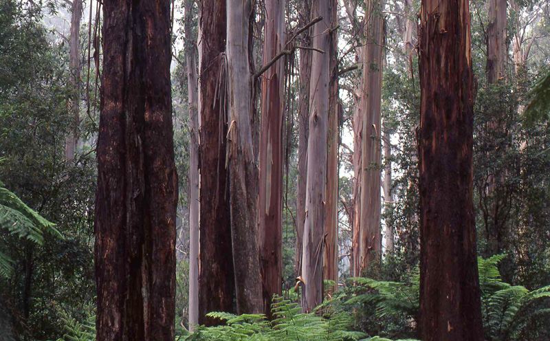 Mountain Ash forest, Victoria.