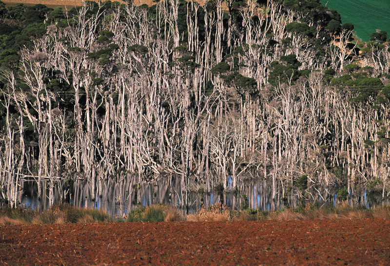 Paperbark trees, Tasmania