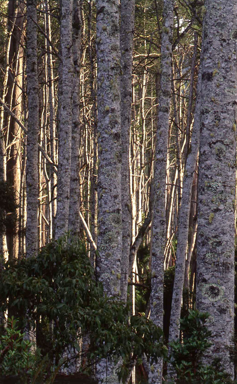 Trees, National Park, Tasmania.