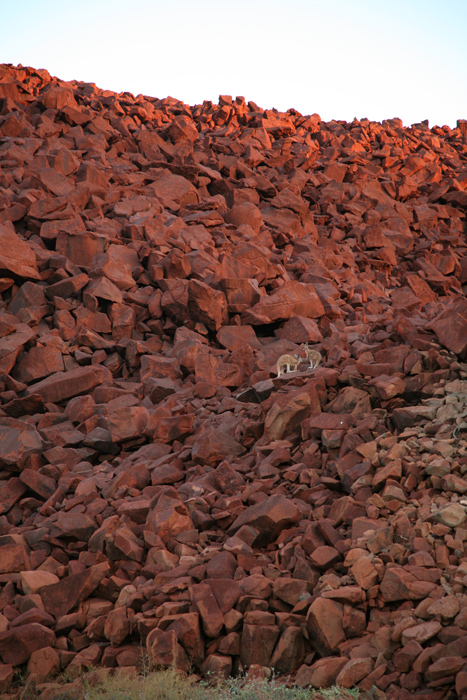 Wallabies on rock, Burrup Peninsula, Pilbara, Western Australia.