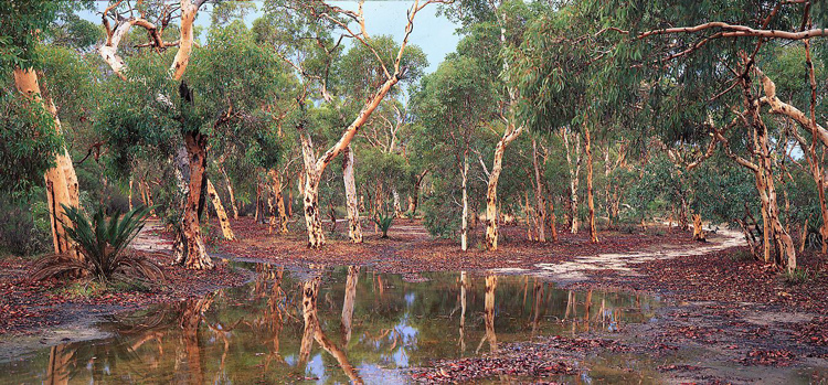 Wandoo forest, north of Perth, Western Australia.