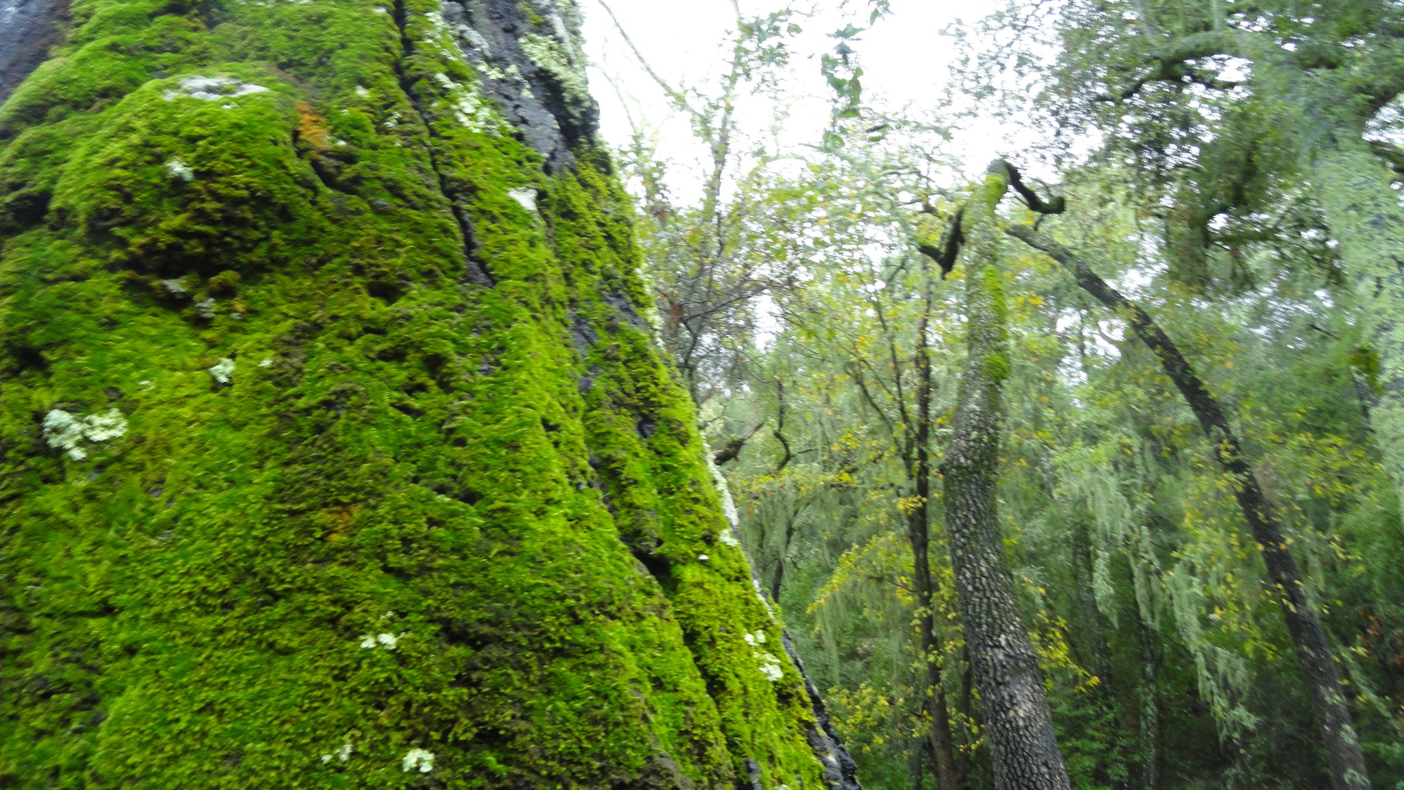 moss-tree-background.jpg