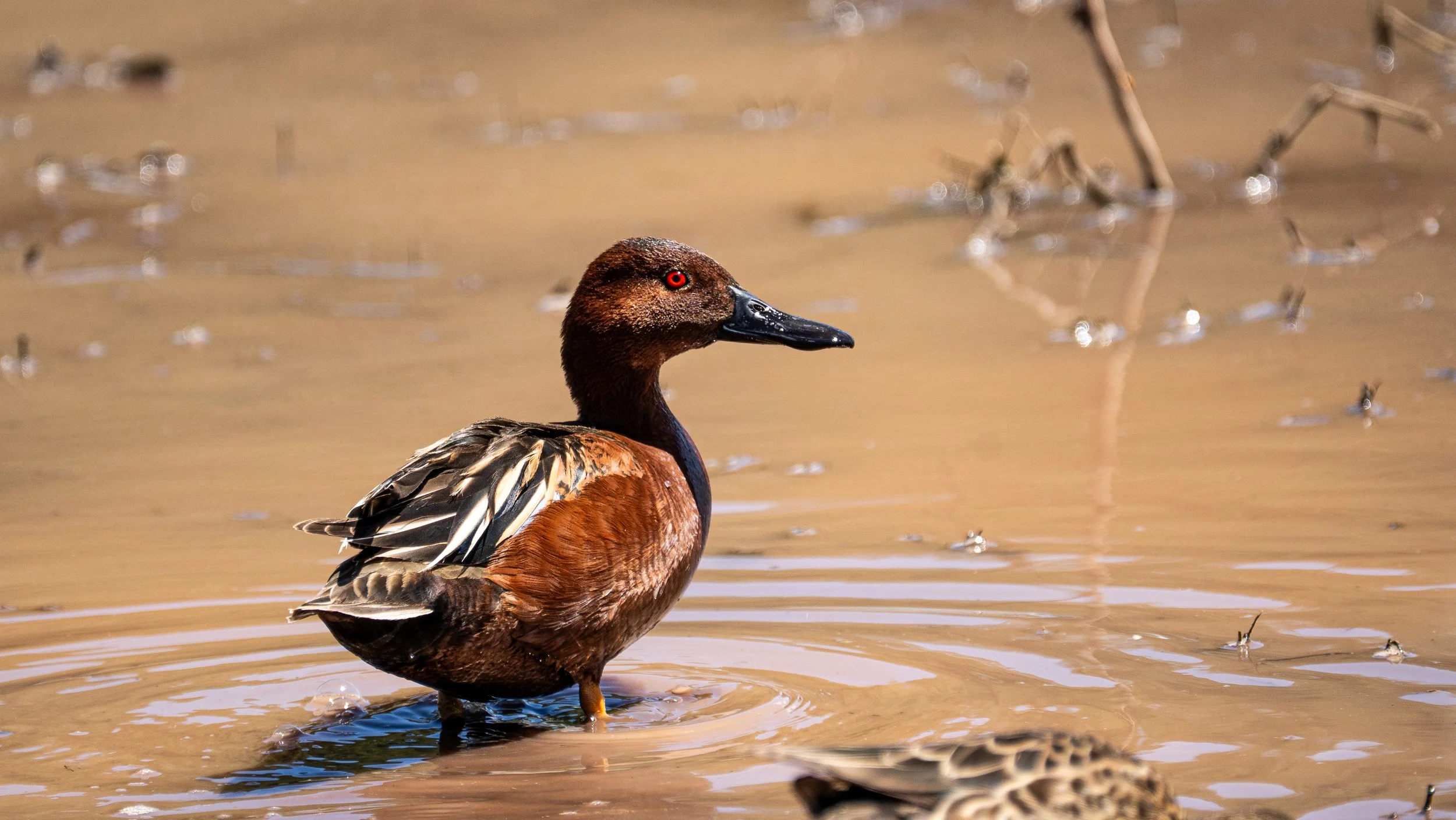 Cinnamon Teal, Flagstaff AZ