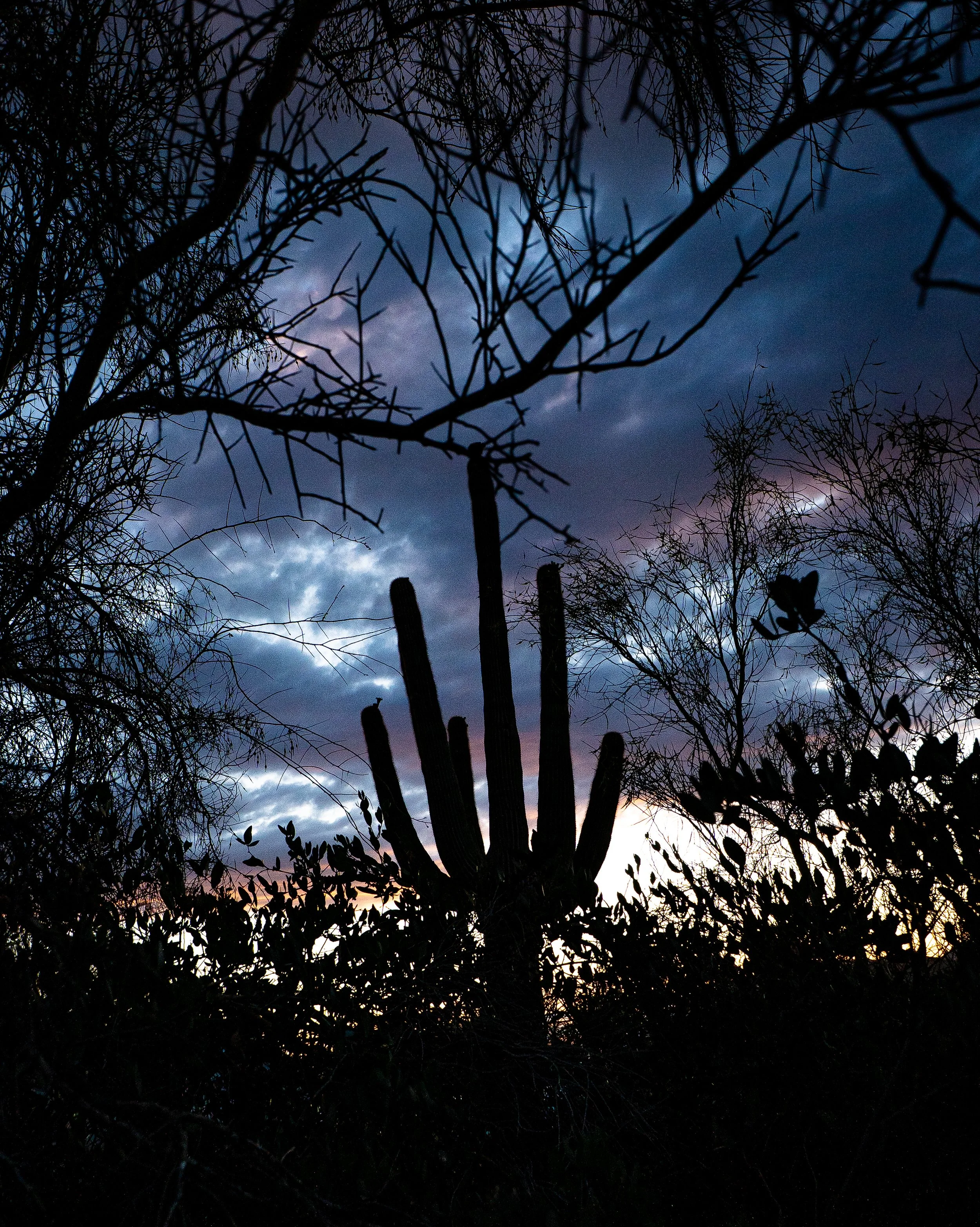 Desert Sunset