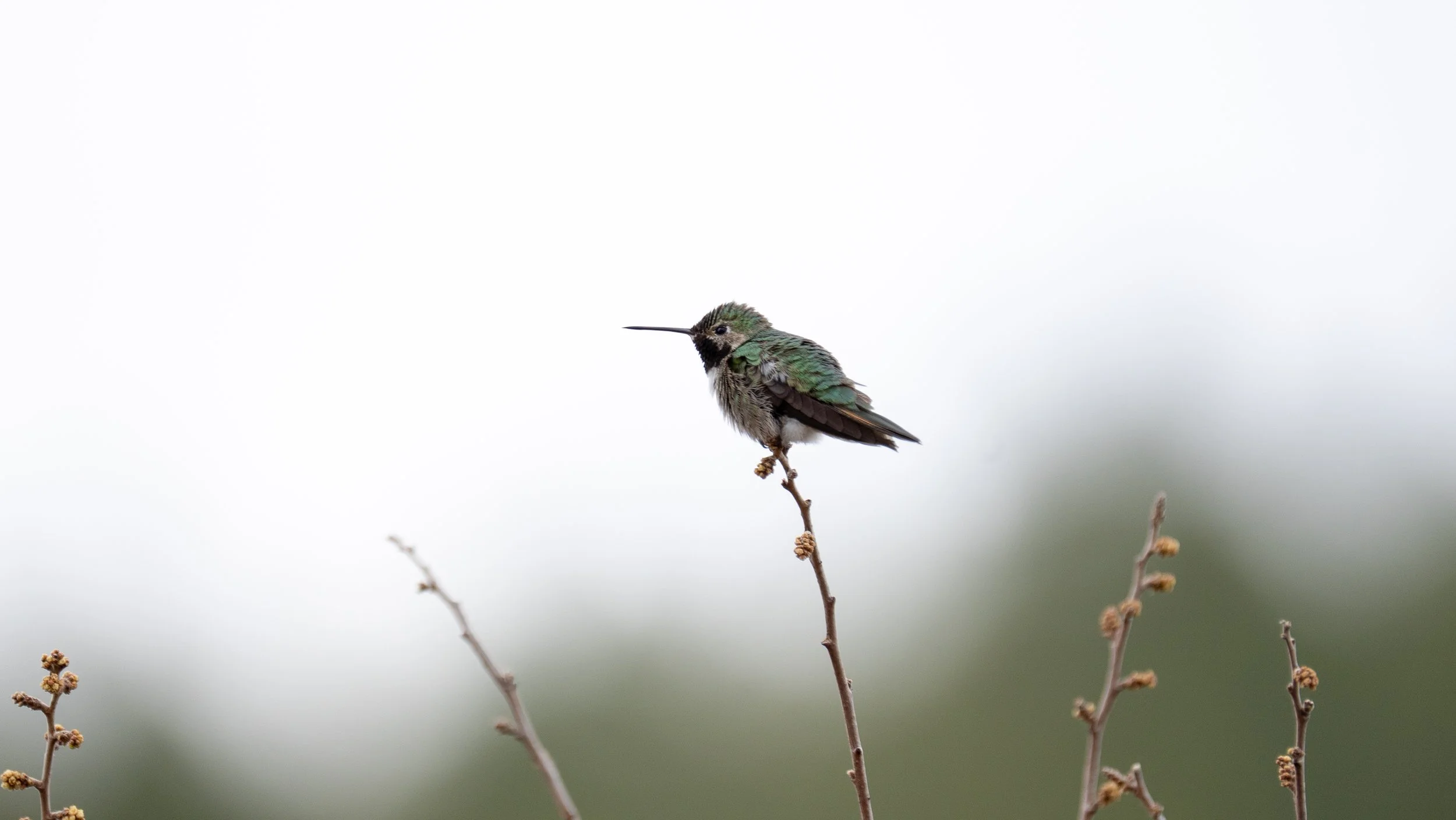 Anna's Hummingbird