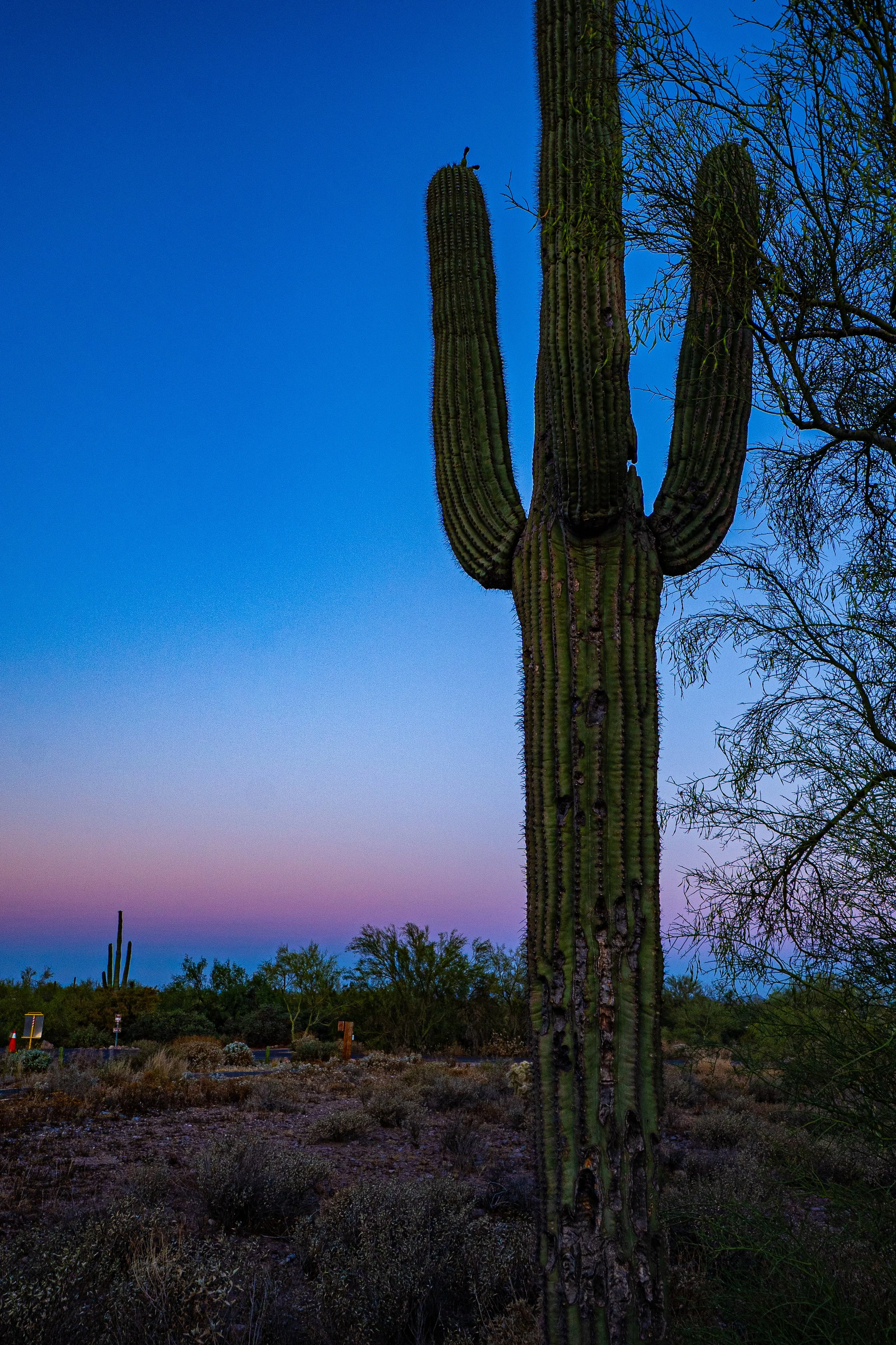 Desert Sunrise