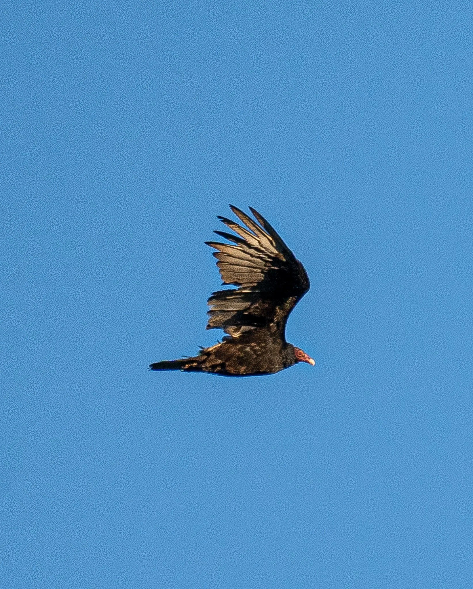 BIR04697.jpg