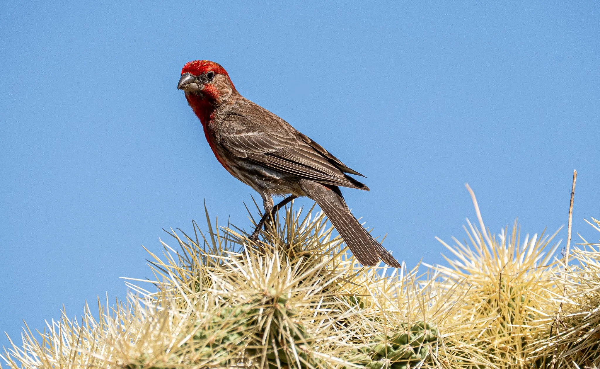 House Finch On top of cactus.