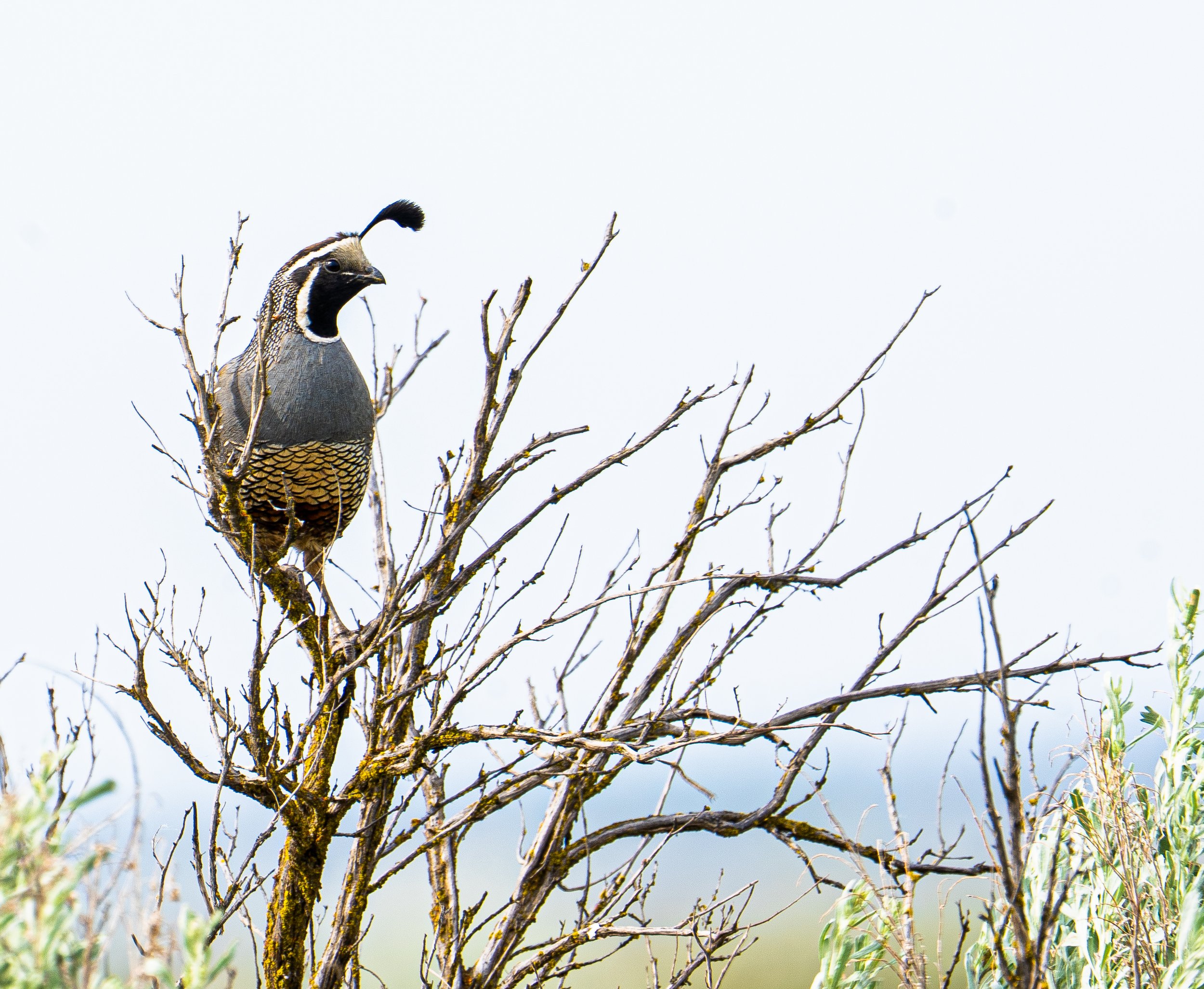 Quail