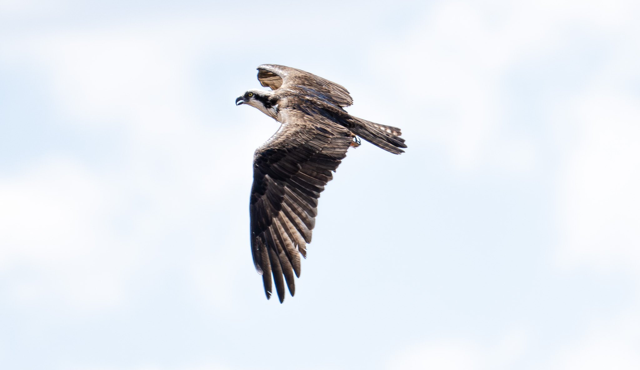 Osprey, Flagstaff