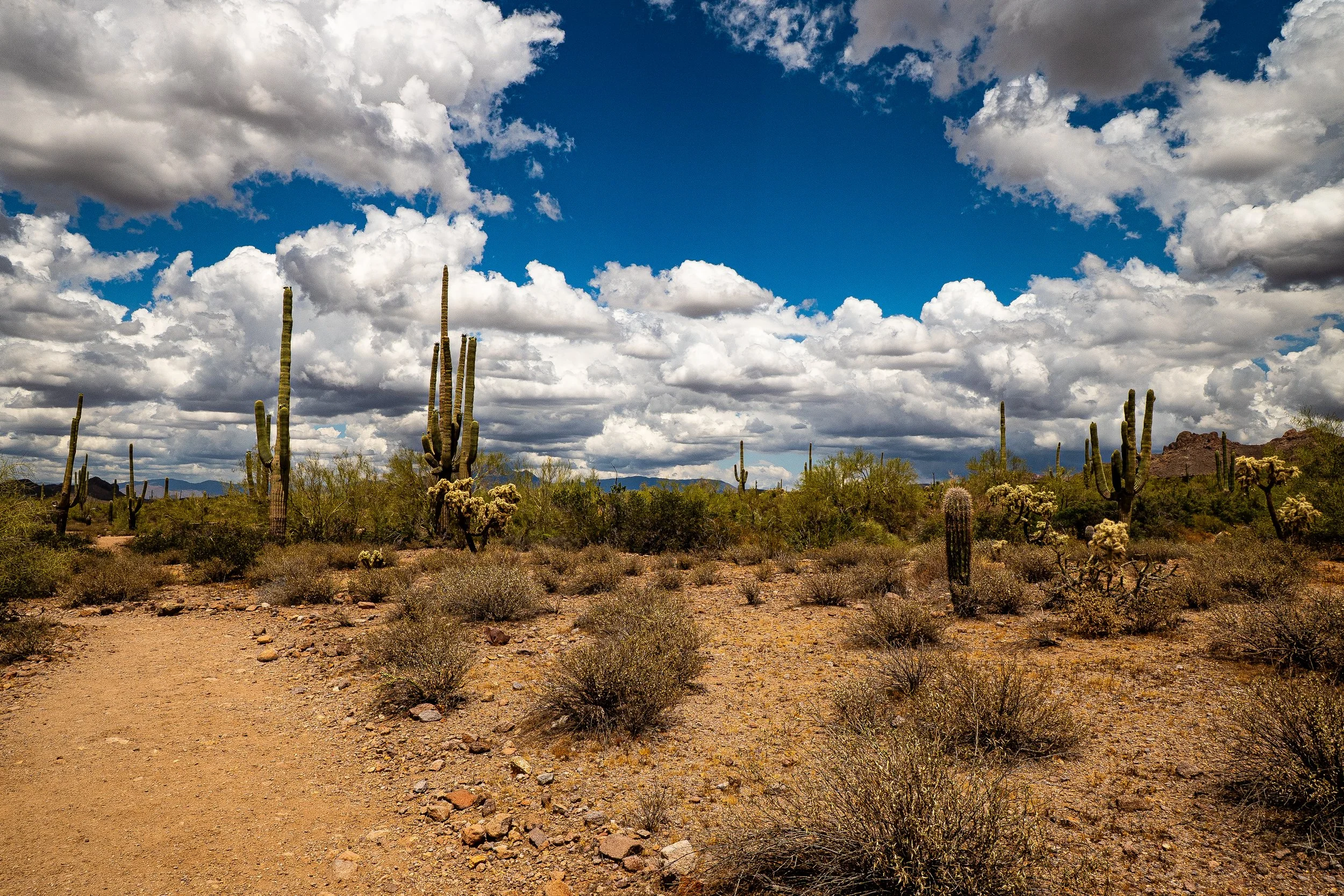 Sonoran Desert, Mesa Area