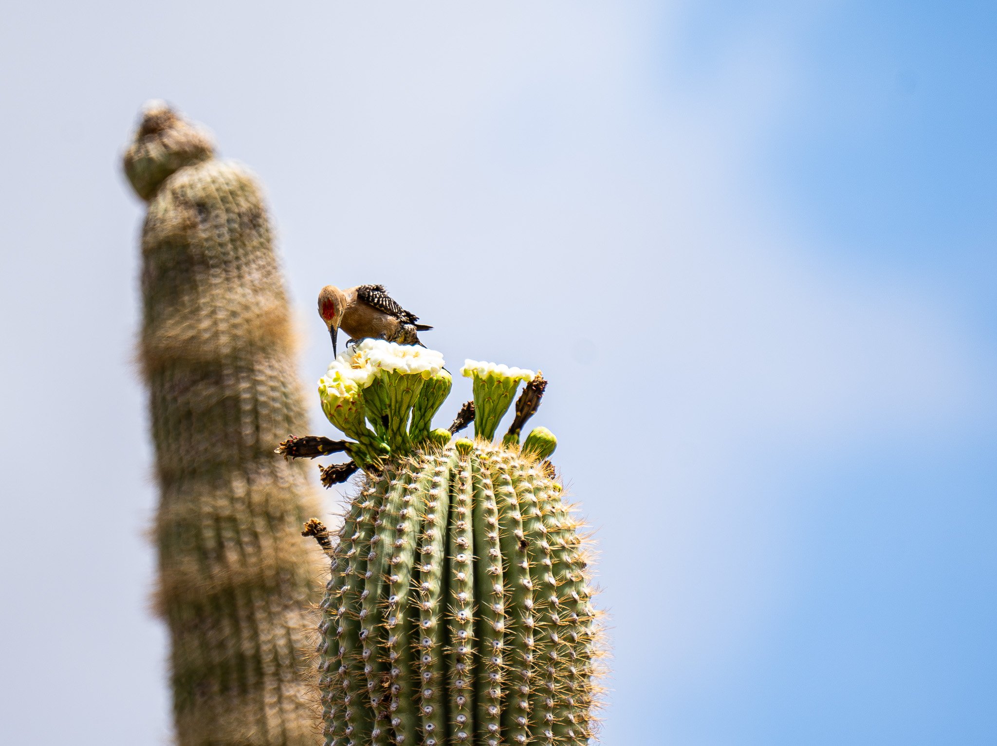 Arizona