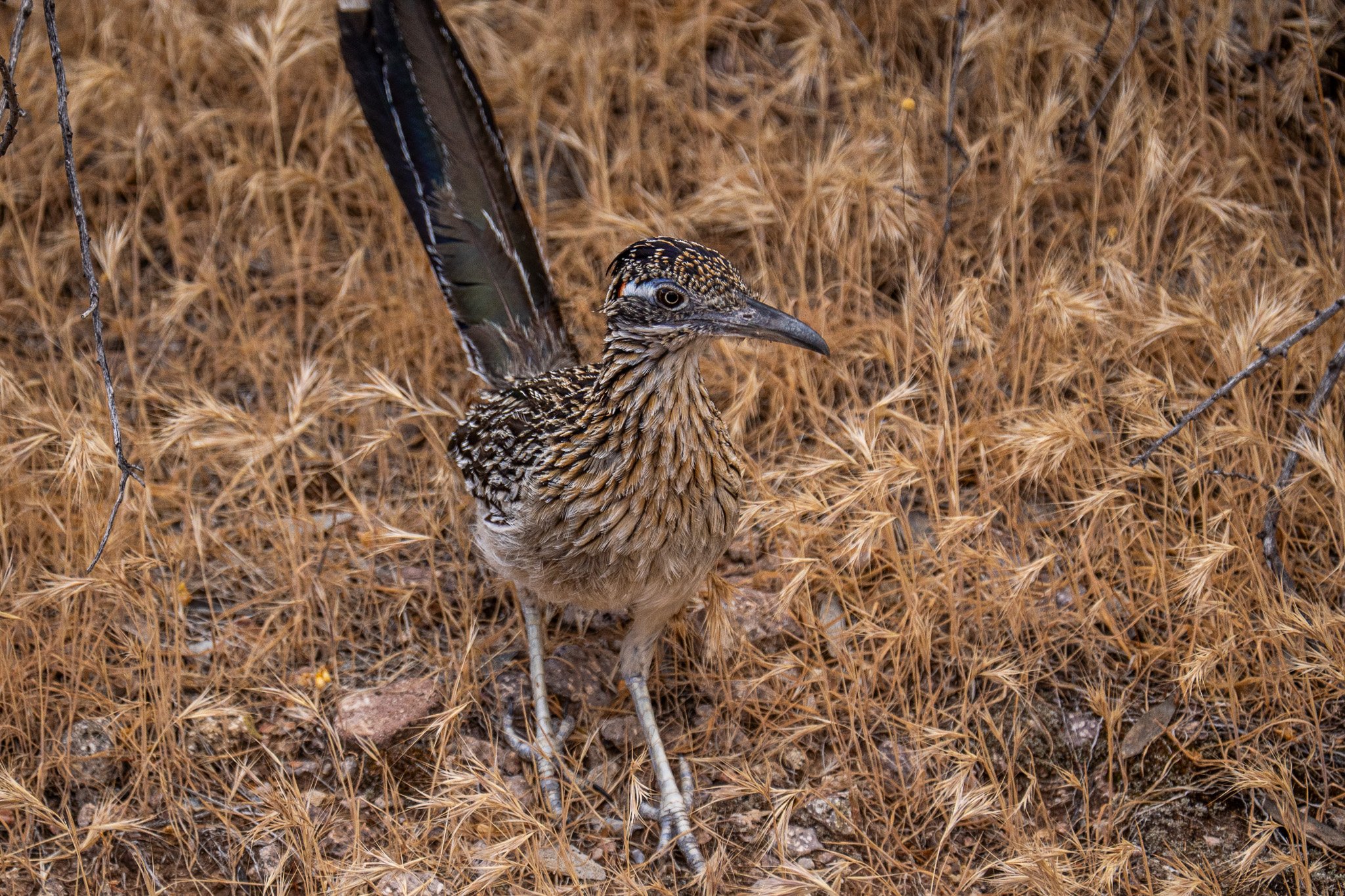 My First sighting of a Roadrunner. 