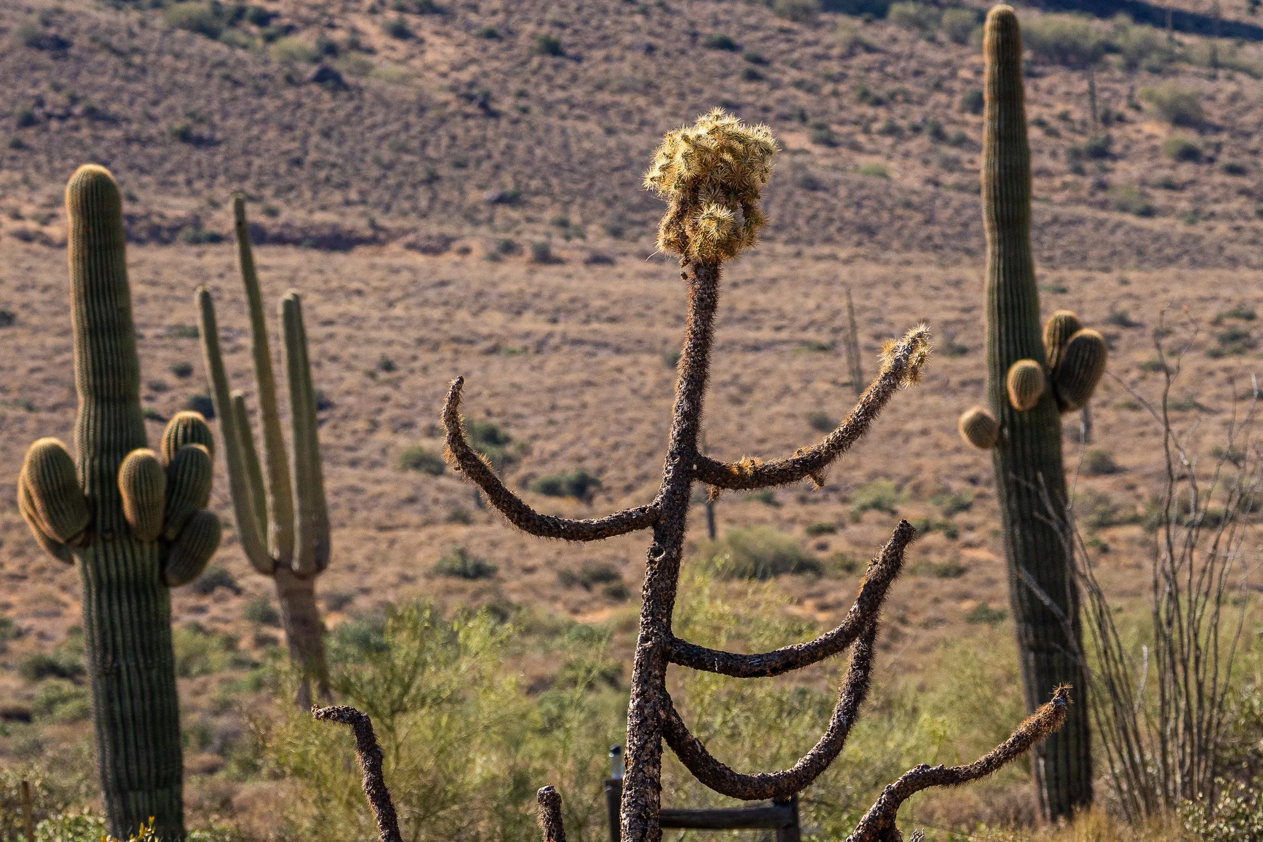Cactus posing..