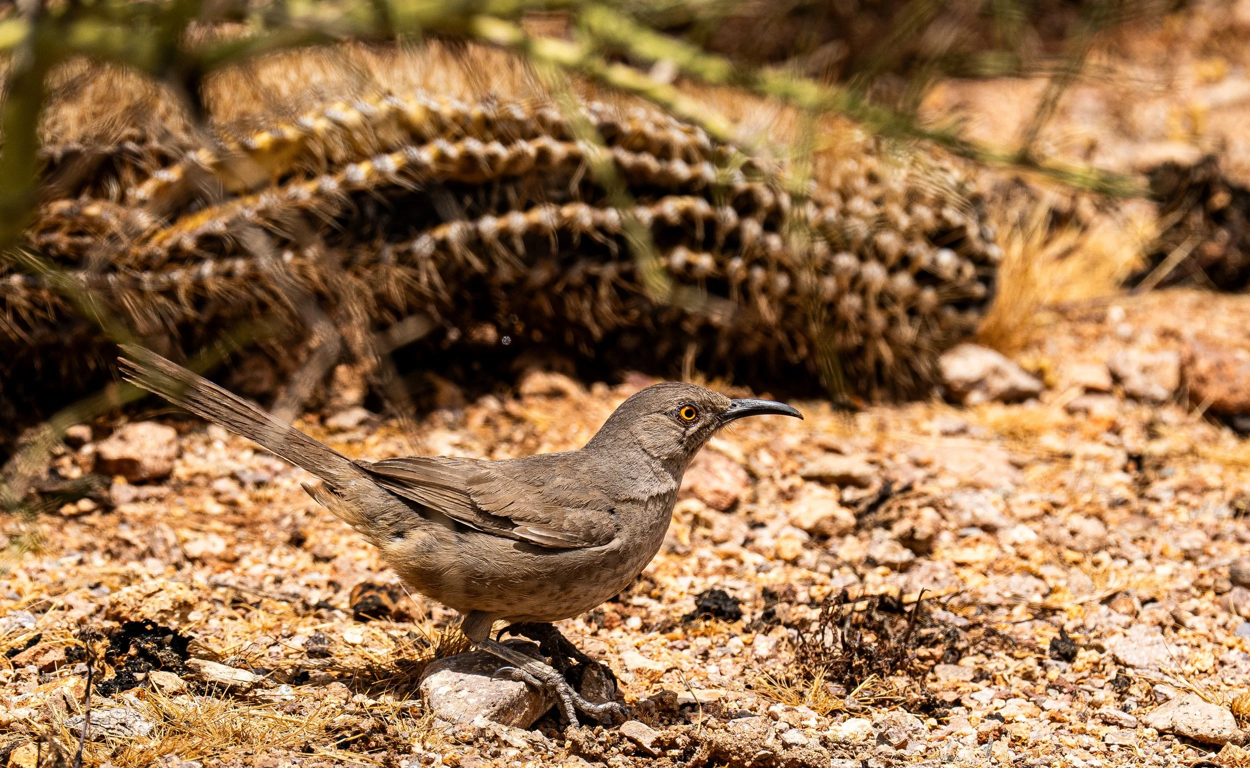Curved Bill Thrasher, Mesa