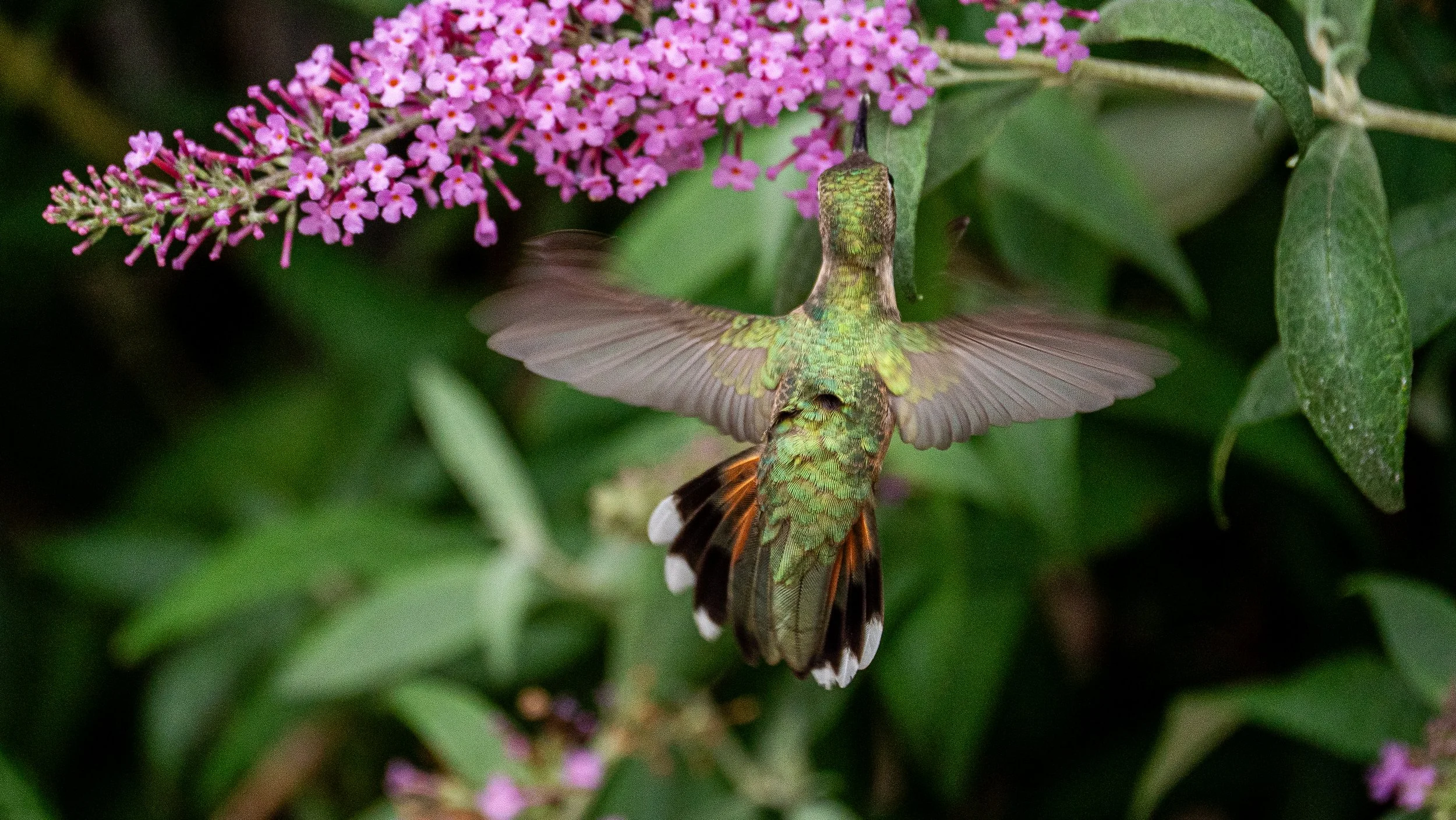 Broad tail Hummingbird