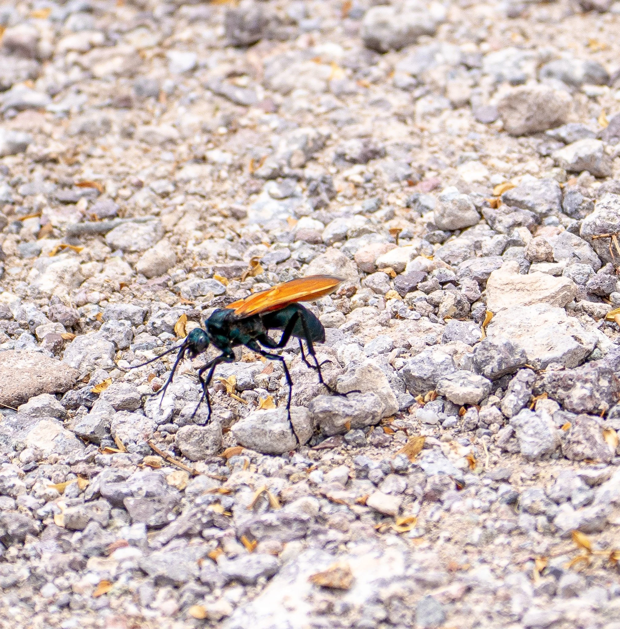 Tarantula Hawk.  No touching
