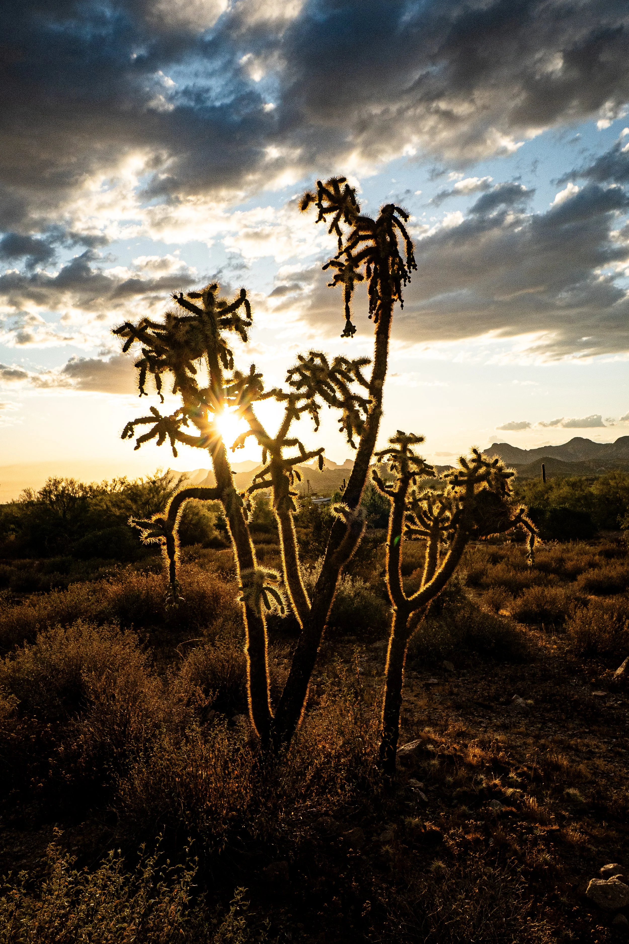 Desert Sunset