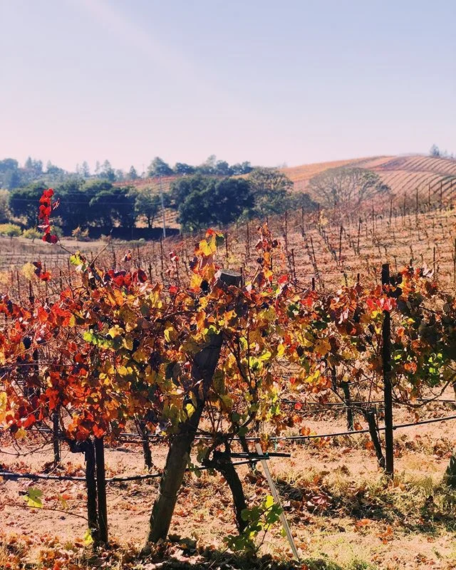 Wine Country weekends are the best weekends 🍷