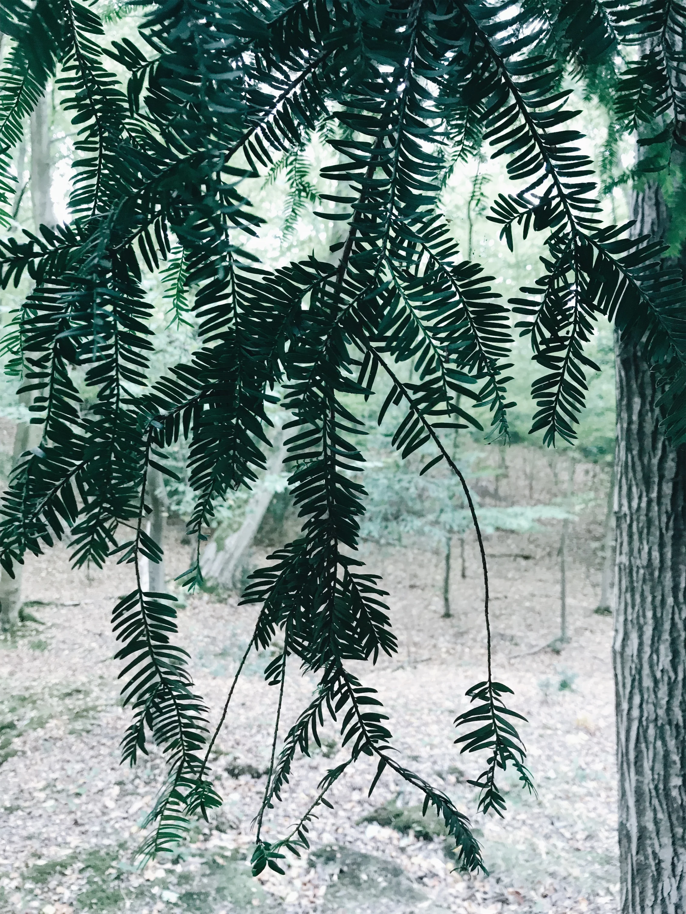 JPEG image-62D53E4C7A1D-8.jpeg
