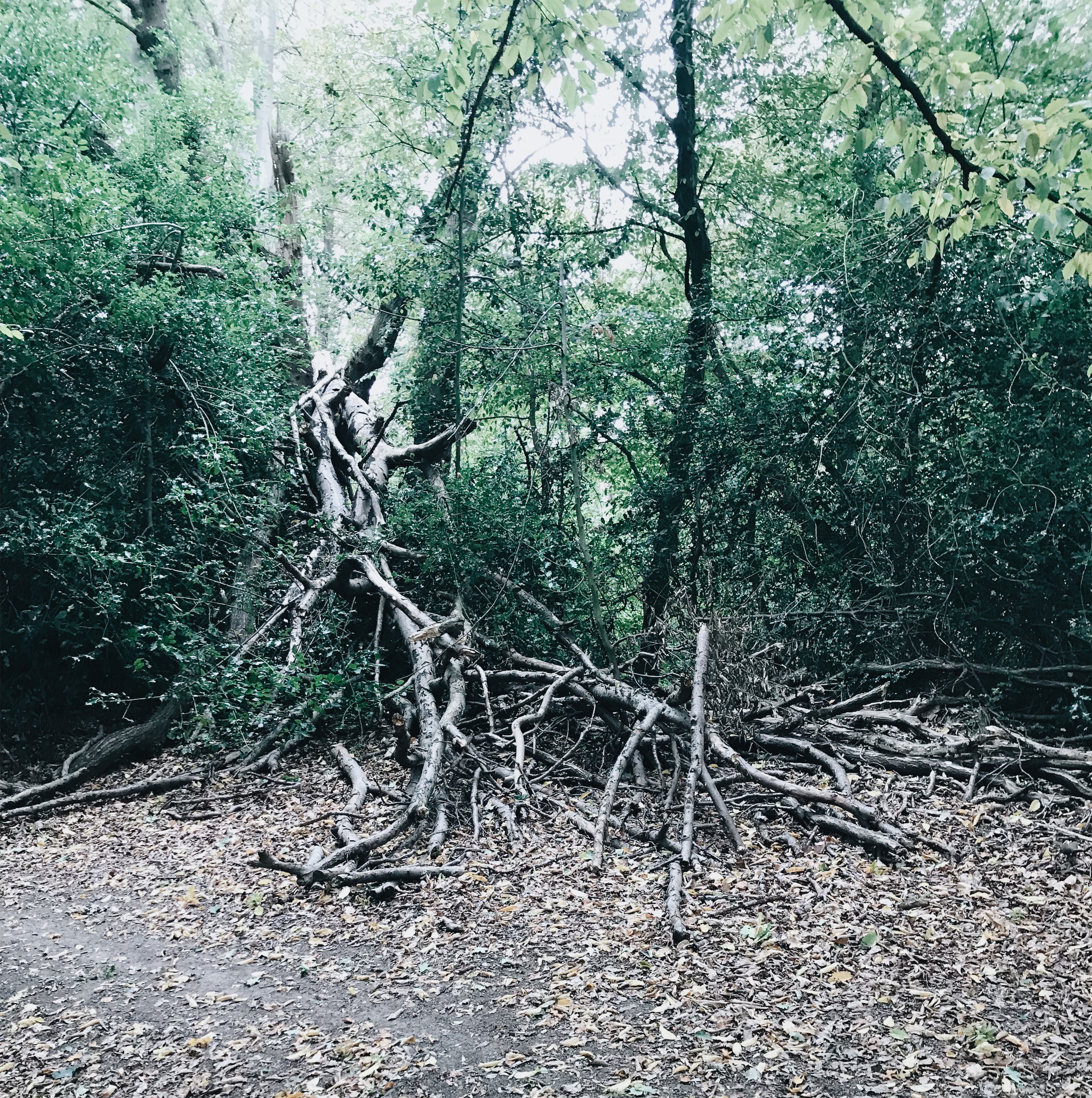 JPEG image-62D53E4C7A1D-12.jpeg