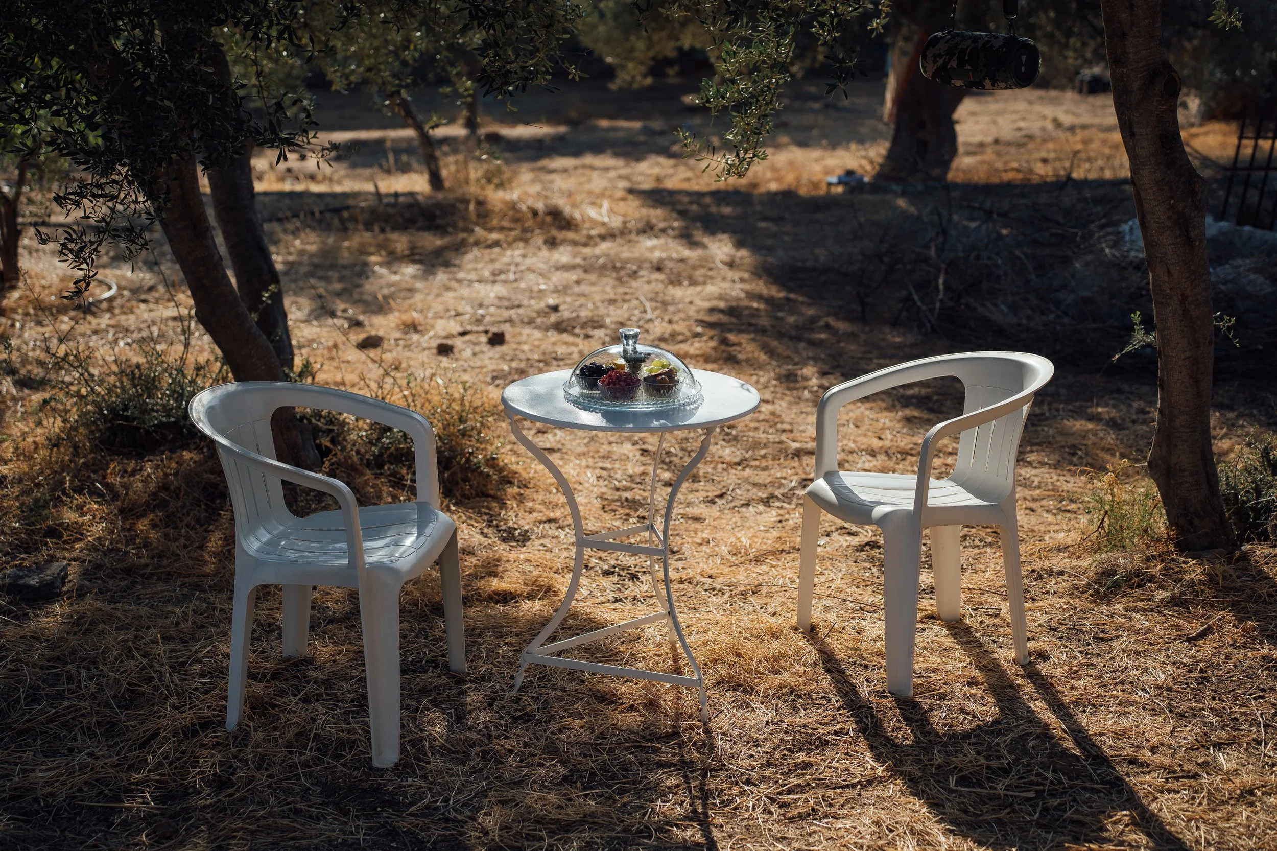λεμόνι lemon ليمون citron