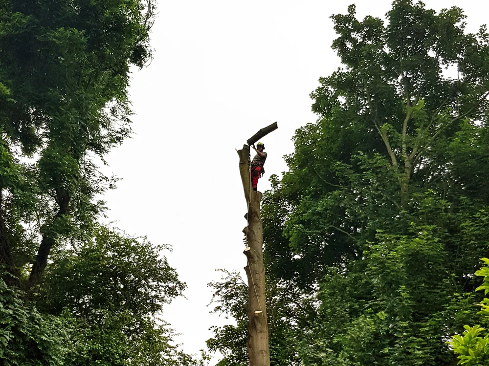 Tree-Surgery-2.png
