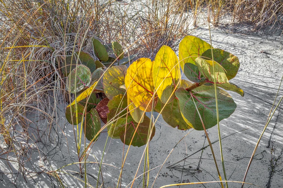 AnnaMariaIsland-50_AuroraHDR2018-edit.jpg