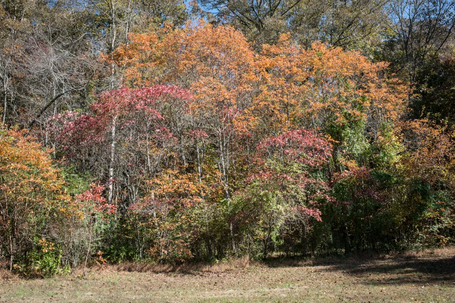 DSC_2155.jpg