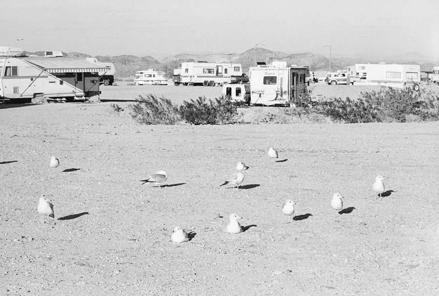 Gulls.jpg