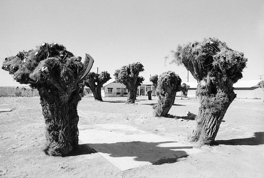 Pad and Trees.jpg