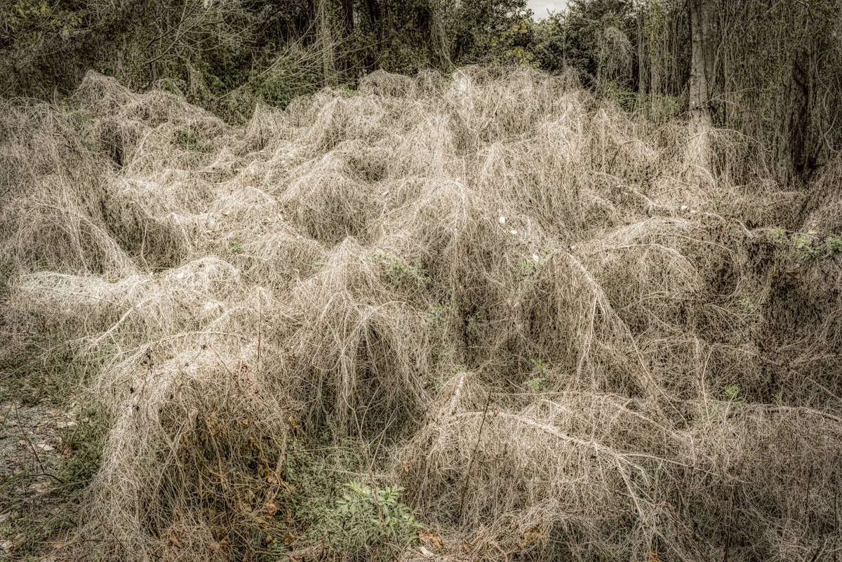 Frigid, Florida 2015-11.jpg