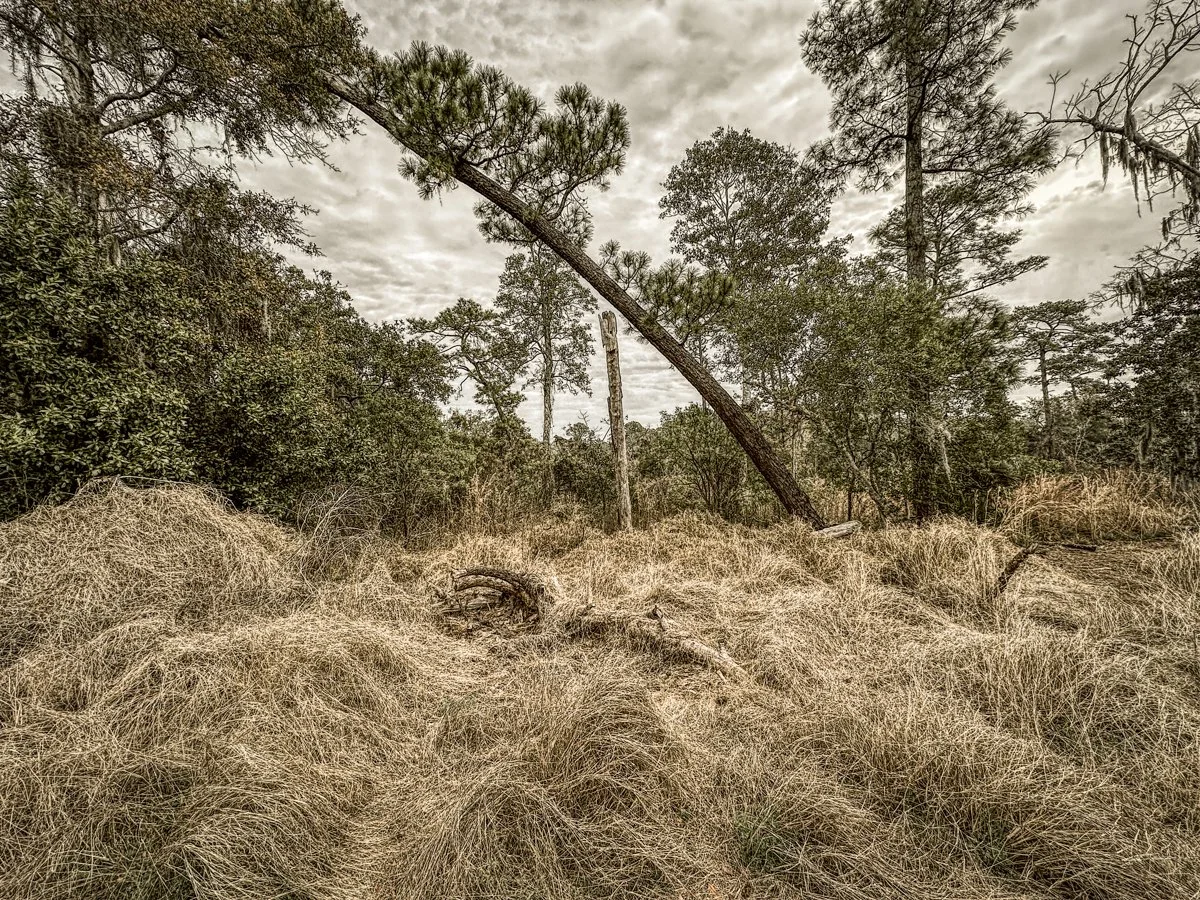 Frigid, Florida, 2026-1.jpg